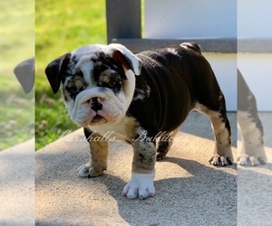 English Bulldogge Puppy for sale in OXFORD, CT, USA