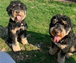 Bernedoodle Puppy for sale in MINEOLA, TX, USA