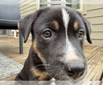 Small #2 Mutt