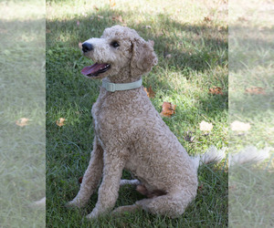 Goldendoodle Puppy for Sale in TOPEKA, Kansas USA