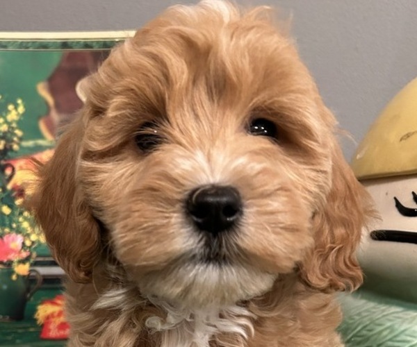 Medium Photo #1 Goldendoodle (Miniature) Puppy For Sale in LAWRENCE, MI, USA