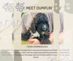 Small #3 Bernedoodle