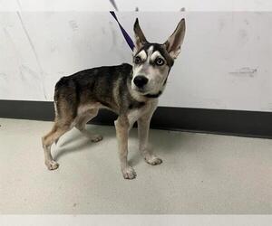 Siberian Husky Dogs for adoption in Corona, CA, USA