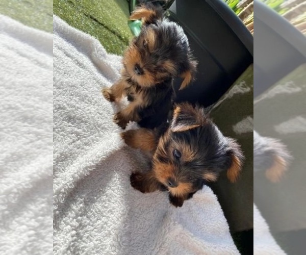 Medium Photo #1 Yorkshire Terrier Puppy For Sale in RIVERSIDE, CA, USA