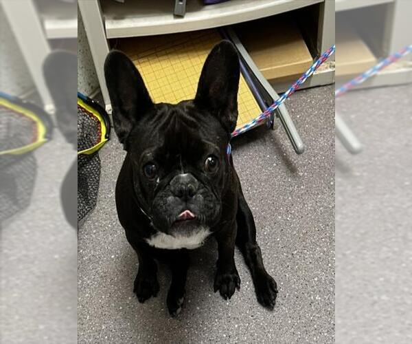 Medium Photo #1 French Bulldog Puppy For Sale in Tracy, CA, USA
