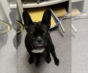 French Bulldog Dogs for adoption in Tracy, CA, USA