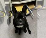 Small French Bulldog