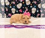 Small Maltipoo (Toy)