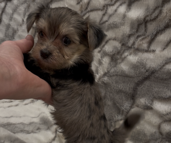 Medium Photo #9 Yorkshire Terrier Puppy For Sale in MOUNT CARMEL, PA, USA