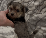 Small #8 Yorkshire Terrier