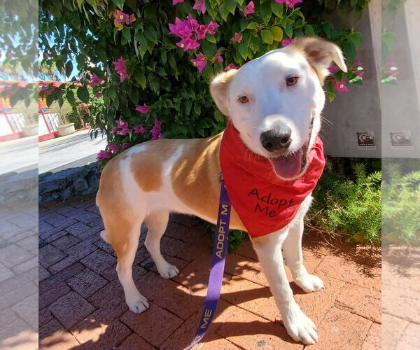 Medium Photo #1 Aussiedor Puppy For Sale in Fresno, CA, USA