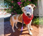 George - Male Aussiedor Dog for Adoption - Small photo