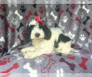 Cock-A-Poo Puppy for sale in LAKELAND, FL, USA