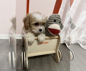 Cavapoo Puppy for Sale in SYLMAR, California USA