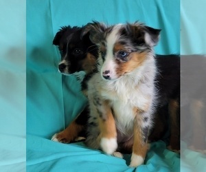 Medium Miniature Australian Shepherd