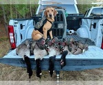 Small #14 Labrador Retriever