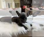 Small Photo #6 French Bulldog Puppy For Sale in CHINO HILLS, CA, USA