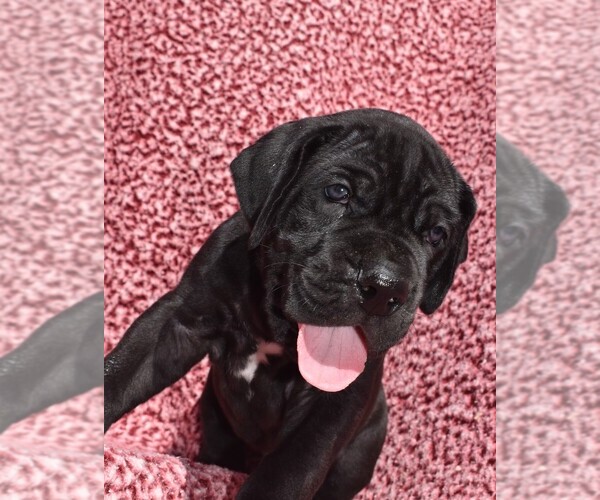 Medium Photo #1 Great Dane Puppy For Sale in ALVARADO, TX, USA