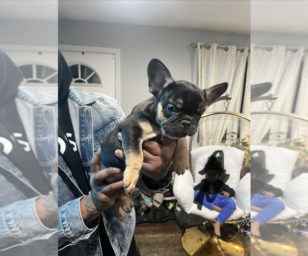 Medium Photo #19 French Bulldog Puppy For Sale in UPPER MARLBORO, MD, USA
