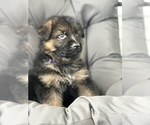 Small Photo #2 German Shepherd Dog Puppy For Sale in CLEVELAND, TN, USA