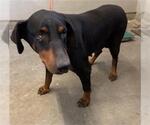 Small Doberman Pinscher