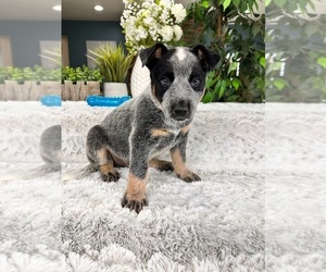 Australian Cattle Dog Puppy for Sale in GREENFIELD, Indiana USA