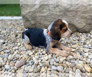 Beagle Puppy for sale in WEST LIBERTY, KY, USA