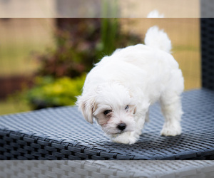 Maltese Puppy for sale in BATTLE GROUND, WA, USA