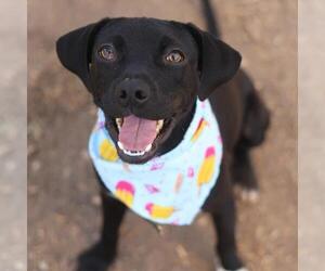 Mutt Dogs for adoption in San Antonio, TX, USA