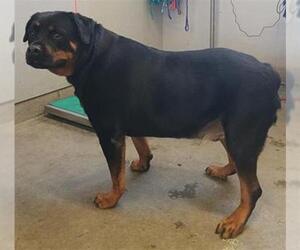 Rottweiler Dogs for adoption in Camarillo, CA, USA