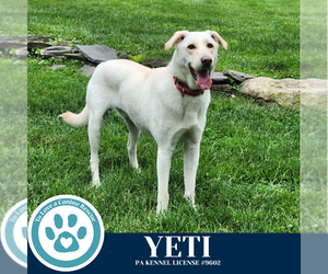 Shepradors Dogs for adoption in Kimberton, PA, USA