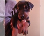 Small #9 Doberman Pinscher
