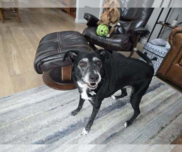 Medium Photo #3 Labrador Retriever-Unknown Mix Puppy For Sale in Springdale, PA, USA