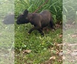 Small #3 French Bulldog