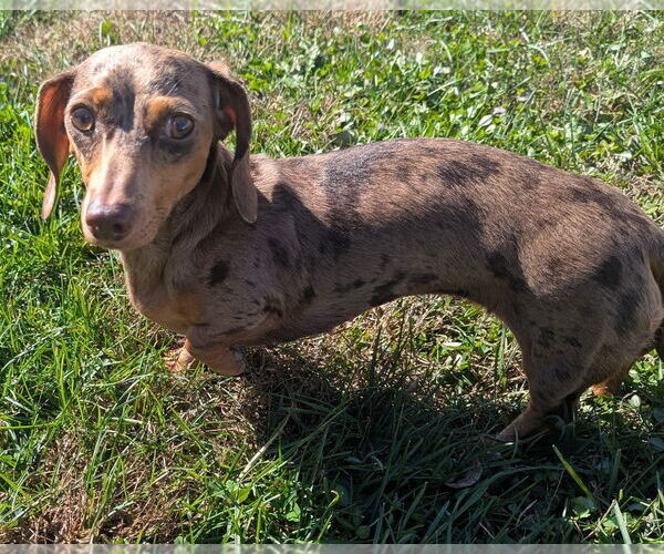 Medium Photo #7 Dachshund Puppy For Sale in Shelbyville, TN, USA