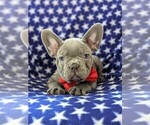 Small Photo #6 French Bulldog Puppy For Sale in STEVENS, PA, USA