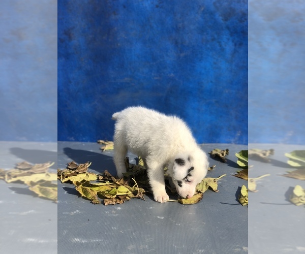 Medium Photo #4 Australian Shepherd-Saint Bernard Mix Puppy For Sale in BAKERSFIELD, CA, USA