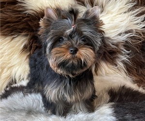 Yorkshire Terrier Puppy for sale in FLOYD, VA, USA