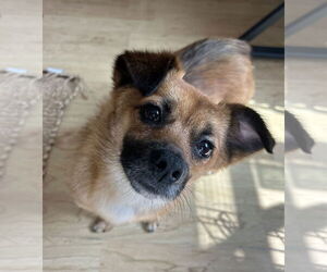 Mutt Dogs for adoption in Philadelphia, PA, USA