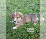 Puppy Luke Green Pembroke Welsh Corgi