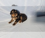 Small Photo #10 Golden Mountain Dog Puppy For Sale in BLACK FOREST, CO, USA