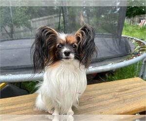 Father of the Papillon puppies born on 02/27/2025