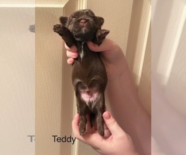Medium Photo #10 Shorkie Tzu Puppy For Sale in SCOTTSDALE, AZ, USA