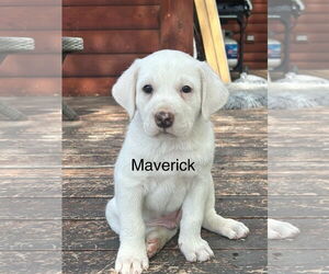 Great Pyrenees-Unknown Mix Dogs for adoption in Winter Park, CO, USA