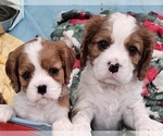 Small Photo #4 Cavalier King Charles Spaniel Puppy For Sale in NIXA, MO, USA