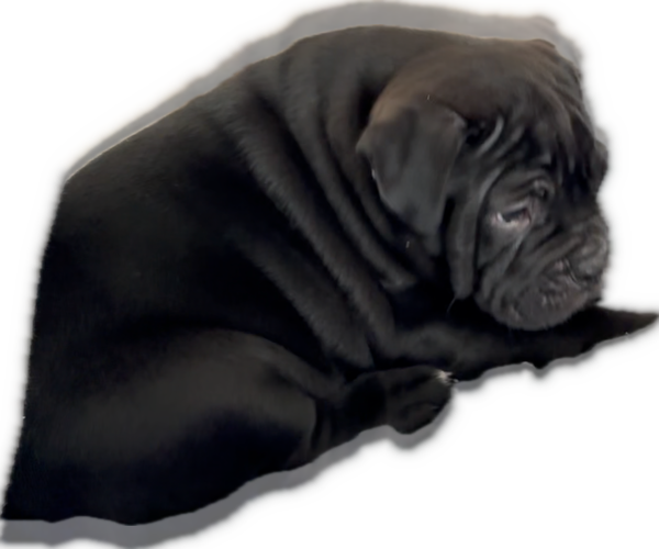 Medium Photo #3 Bulldog Puppy For Sale in OXNARD, CA, USA