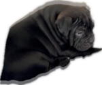 Small Photo #4 Bulldog Puppy For Sale in OXNARD, CA, USA