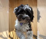 Small #4 Shih Tzu Mix