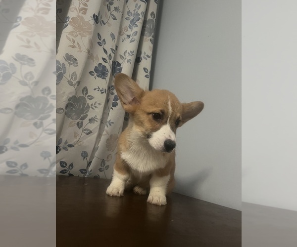 Medium Photo #21 Pembroke Welsh Corgi Puppy For Sale in DURHAM, CT, USA