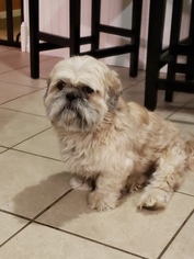 Father of the Shih Tzu puppies born on 04/15/2018